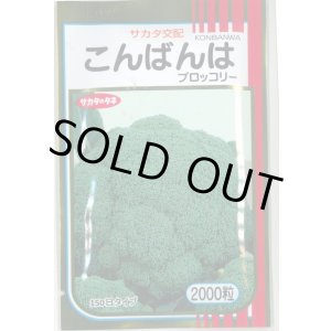画像: 送料無料　[ブロッコリー]　こんばんは　2000粒　(株)サカタのタネ