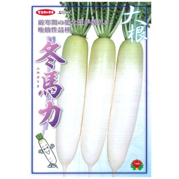 画像2: 送料無料 大根 冬馬力 800粒 (株)サカタのタネ (2)