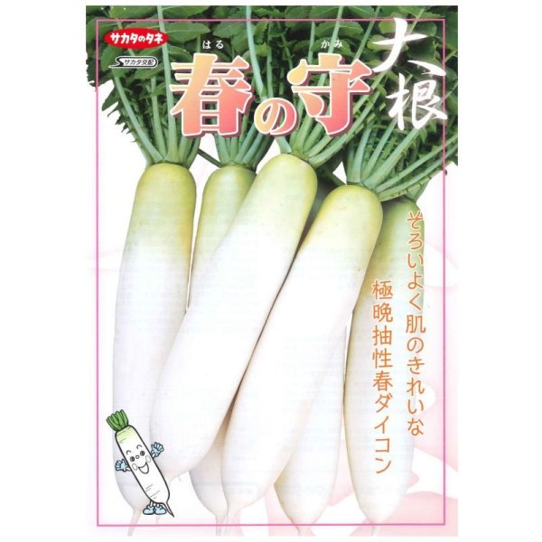 画像3: 送料無料 [大根] 春の守 800粒 (株)サカタのタネ (3)