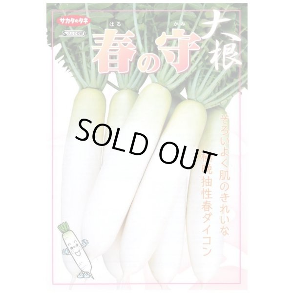 画像3: 送料無料 [大根] 春の守 8000粒 (株)サカタのタネ (3)