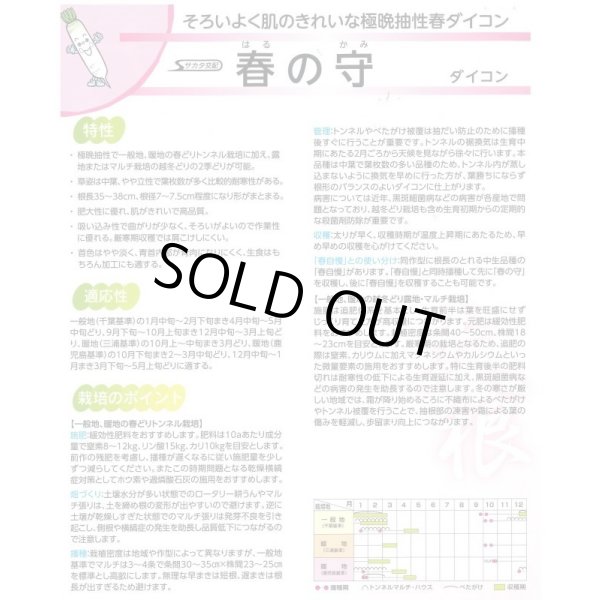 画像4: 送料無料 [大根] 春の守 8000粒 (株)サカタのタネ (4)