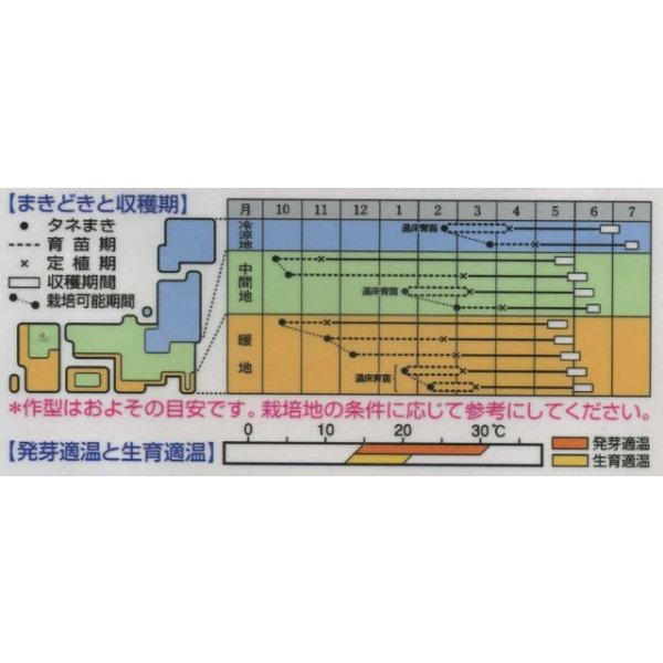 画像2: 送料無料　[キャベツ]　初夏のかほり　1.1ml　タキイ種苗(株)　DF (2)