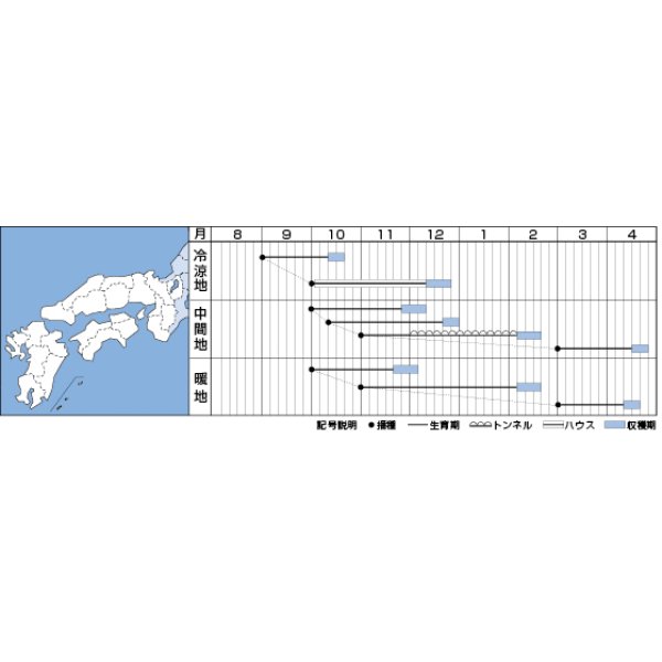 画像2: [ほうれんそう]　冬ごのみ　1L　タキイ種苗(株) (2)