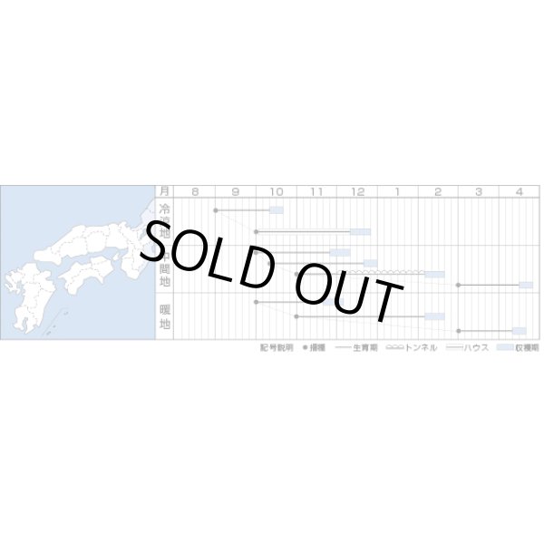 画像2: [ほうれんそう]　冬ごのみ　　1L　　タキイ種苗（株） (2)