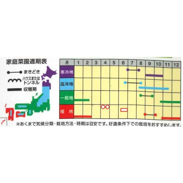 画像2: 送料無料　[大根]　もみじスティック　1dl　ナント種苗(株) (2)