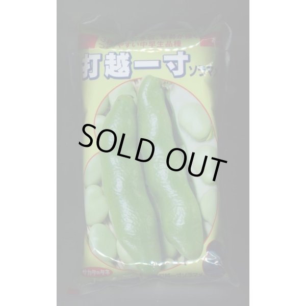 画像1: [そら豆]　打越一寸　1L(およそ220粒)(株)サカタのタネ (1)