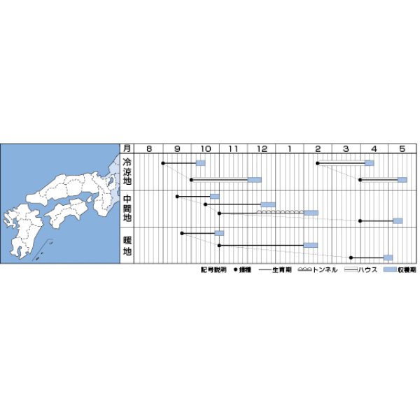 画像3: [ほうれんそう]　福兵衛　3万粒（種子サイズ：Ｍ）　  タキイ種苗（株） (3)