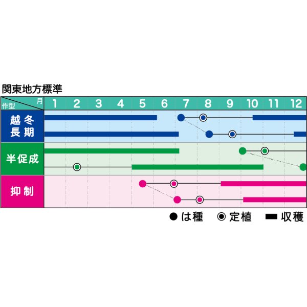 画像3: 送料無料　[トマト/ミニトマト]　ミニトマト　小鈴キング　1000粒　ヴィルモランみかど（株） (3)