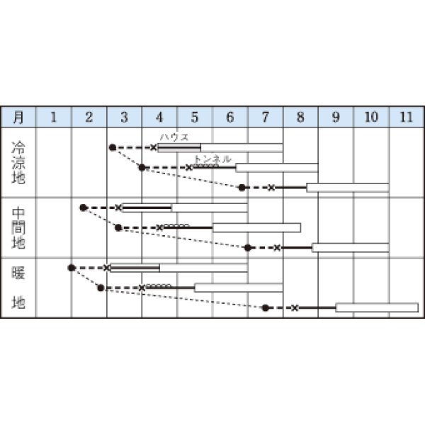 画像2: [キュウリ]　つや太郎　15粒　タキイ種苗（株）　DF　 (2)