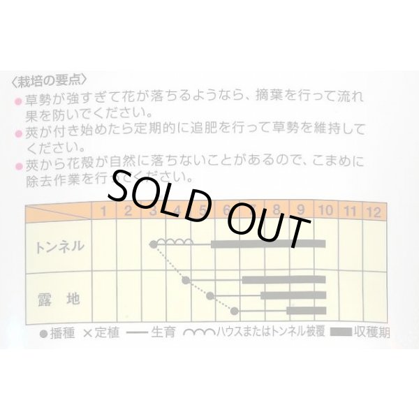 画像2: 送料無料　[オクラ]　白い丸莢オクラ　70粒　松永種苗(株) (2)