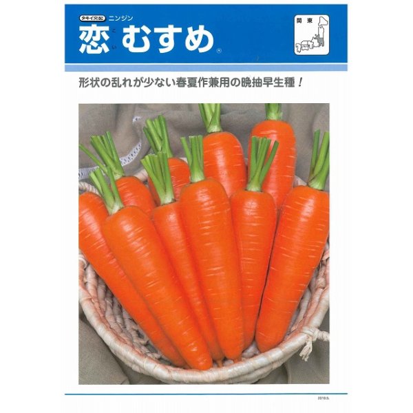 画像2: [人参]　恋むすめ　　500粒　タキイ種苗（株） (2)