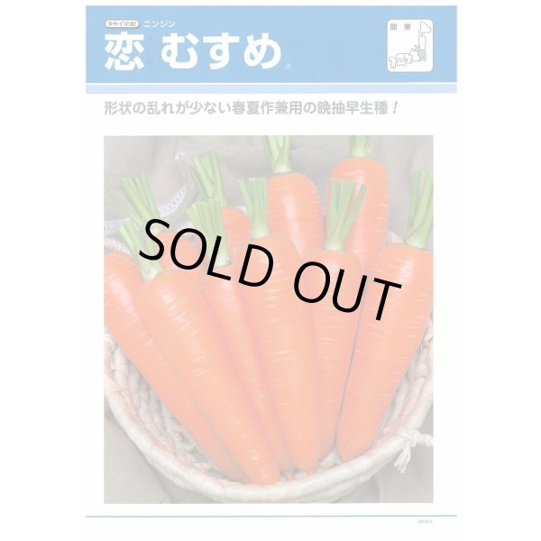 画像2: 送料無料 [人参] 恋むすめ 500粒 タキイ種苗(株) (2)