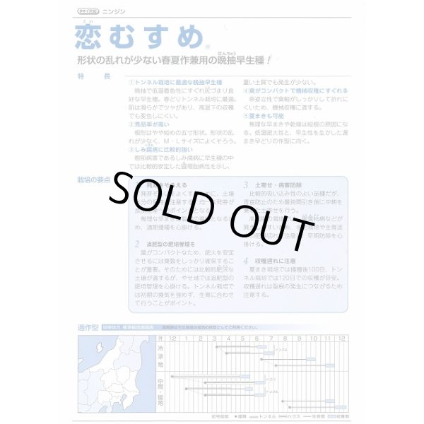画像3: 送料無料 [人参] 恋むすめ 500粒 タキイ種苗(株) (3)