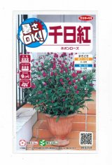 画像: 送料無料　花の種　千日紅　ネオンローズ　約50粒　(株)サカタのタネ　実咲350（026117）