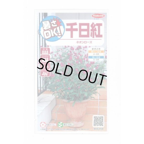 画像1: 送料無料　花の種　千日紅　ネオンローズ　約50粒　(株)サカタのタネ　実咲350（026117） (1)