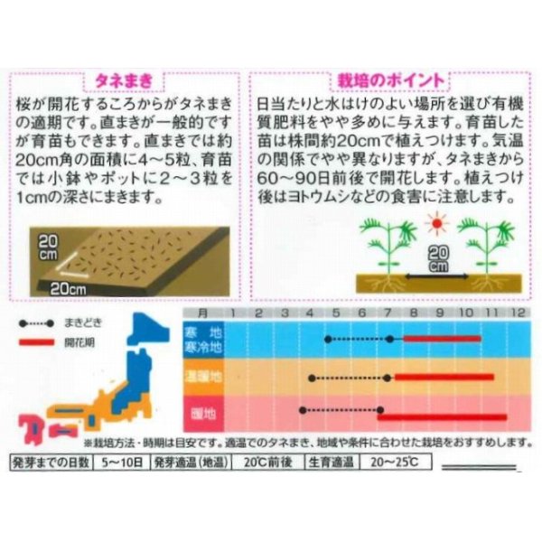 画像2: 花の種　コスモス　レッドイリュージョン　約29粒　  サカタのタネ（株）　実咲350 (2)