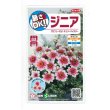 画像1: 送料無料　花の種　ジニア　プロフュージョン　チェリーバイカラー　約10粒　(株)サカタのタネ　実咲250（026281） (1)