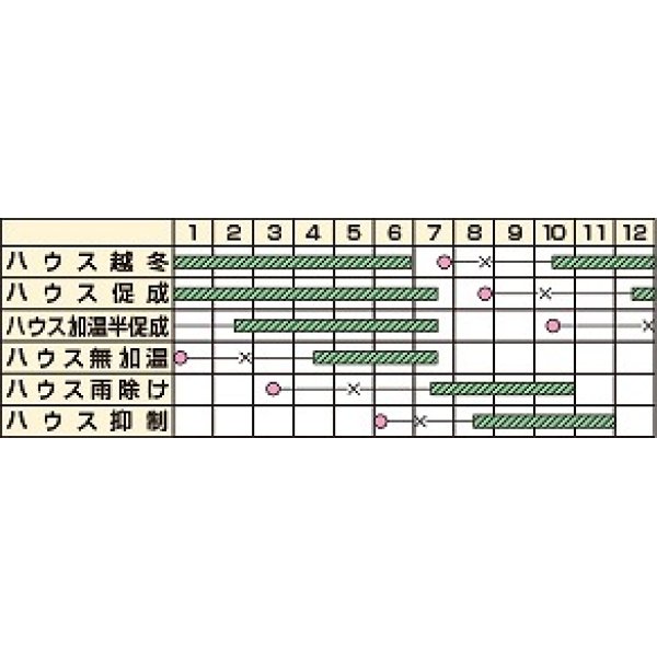 画像2: [トマト/ミニトマト]　オレンジパルチェ　100粒　カネコ交配 (2)