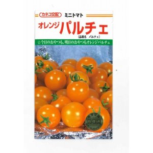 画像: [トマト/ミニトマト]　オレンジパルチェ　1000粒　カネコ交配