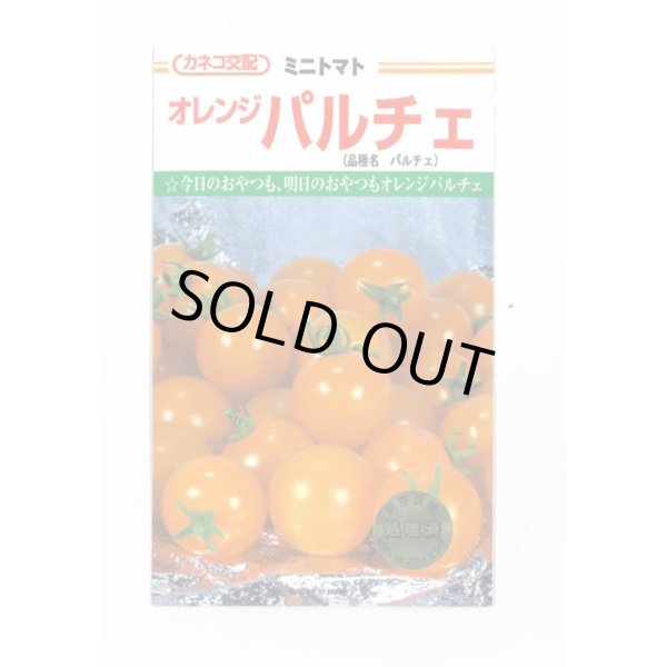 画像1: 送料無料　[トマト/ミニトマト]　オレンジパルチェ　1000粒　カネコ種苗（株） (1)