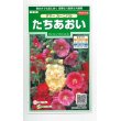 画像1: 花の種　たちあおい　ホリホック　サマーカーニバル  約25粒　サカタのタネ（株）実咲250 (1)