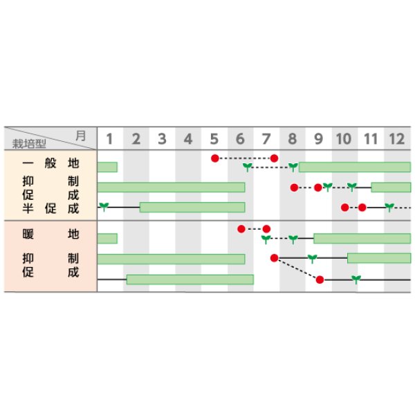 画像4: 送料無料 [トマト/大玉トマト] 麗妃 1000粒 (株)サカタのタネ (4)