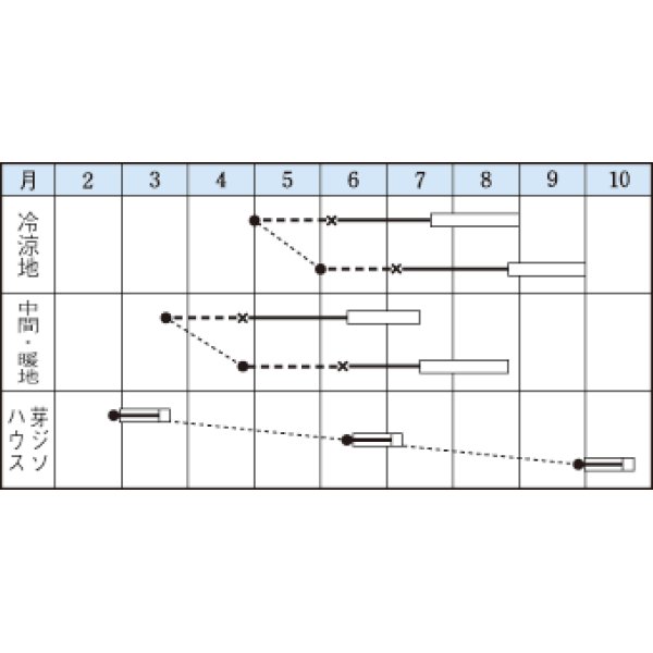 画像2: [葉物]　赤ちりめんシソ　9ml　タキイ種苗　MF (2)