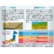 画像2: 花の種　マリーゴールド　アフリカントール　約3平米用　   サカタのタネ（株）実咲350 (2)