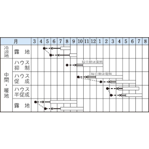 画像2: 送料無料　[葉物]　青シソ　9ml　タキイ種苗　MF (2)
