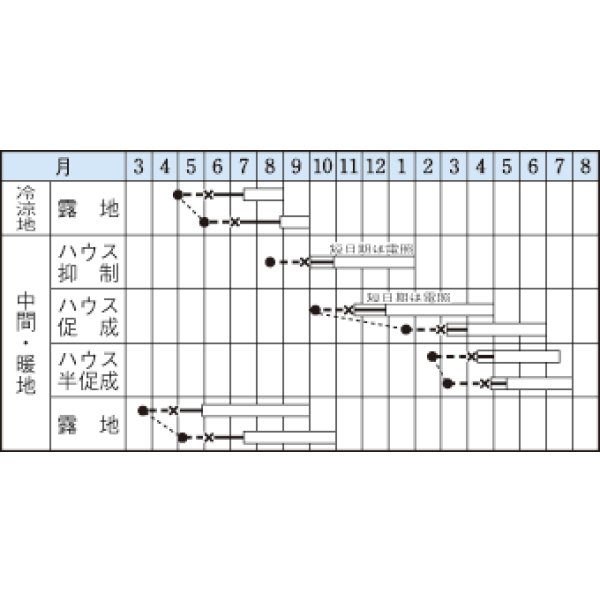 画像2: [葉物]　青シソ　9ml　タキイ種苗　MF (2)