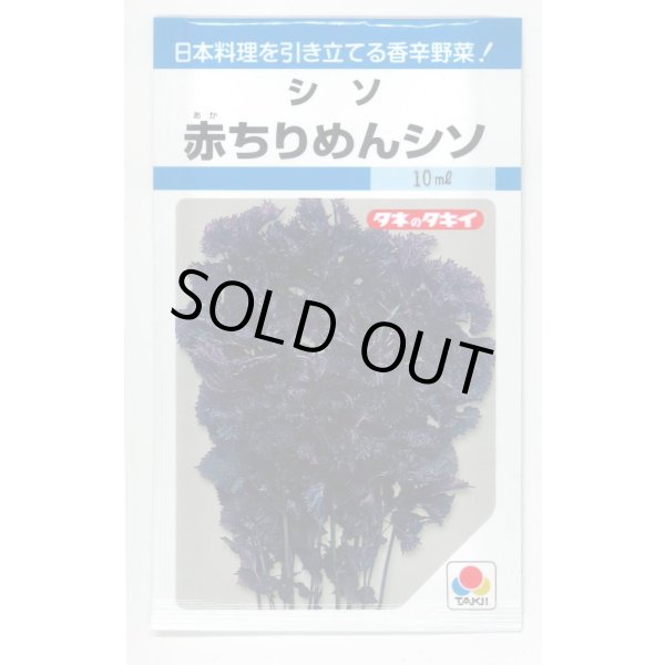 画像1: 送料無料　赤ちりめんシソ　9ml　タキイ種苗　MF (1)