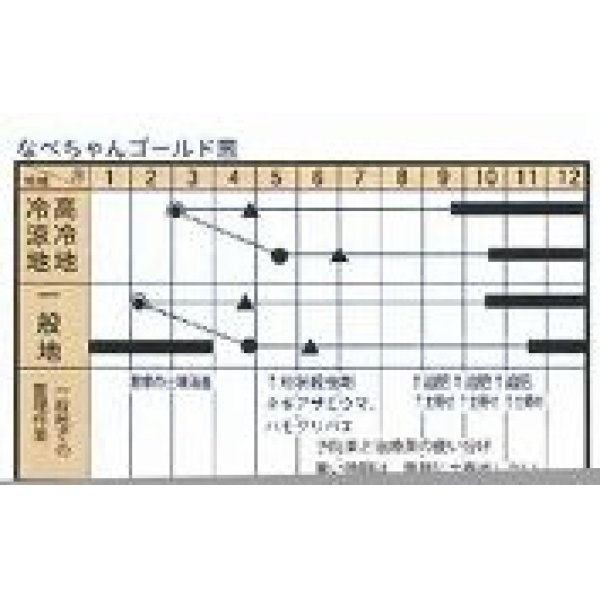 画像4: [ねぎ]　なべちゃんゴールド葱    コート5000粒   トキタ種苗（株） (4)