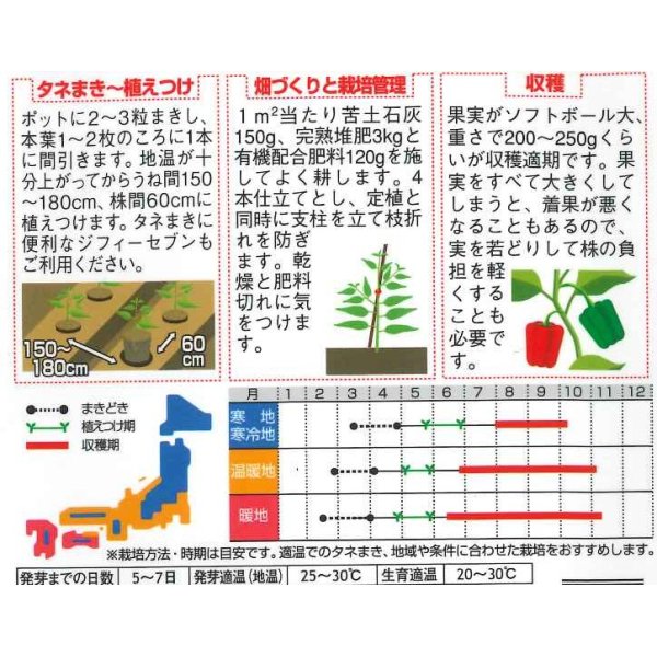 画像2: [ピーマン]　ジャンボピーマン　デカチャンプ　約40粒　　サカタ交配　(実咲)　　 (2)