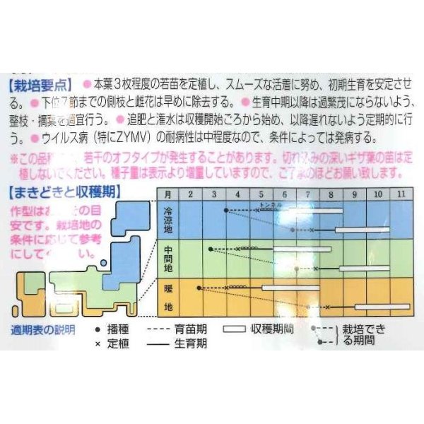 画像2: [キュウリ]　ＶＲ夏すずみ　350粒　タキイ種苗（株） (2)