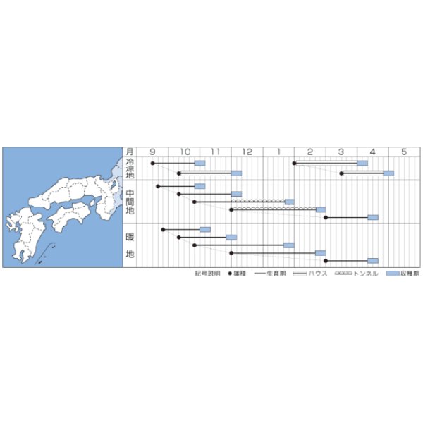 画像2: [ほうれんそう]　弁天丸　3万粒(Mサイズ)　タキイ種苗 (2)