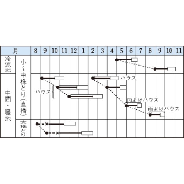 画像2: [葉物]　ミブナ　京錦　20ｍｌ　タキイ種苗（株） (2)