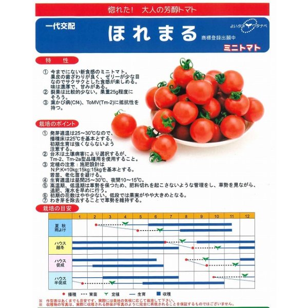 画像3: 送料無料　[トマト/ミニトマト]　ほれまる　13粒　渡辺農事 (3)