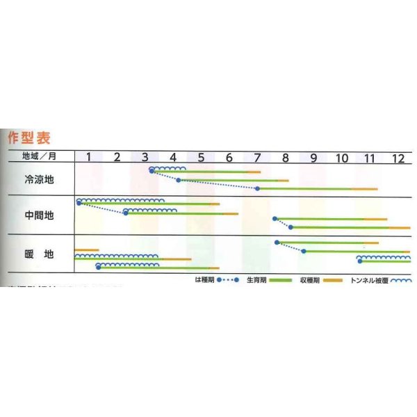 画像3: [人参]　　アロマレッド　10ml  （およそ2,260粒）（株）トーホク (3)