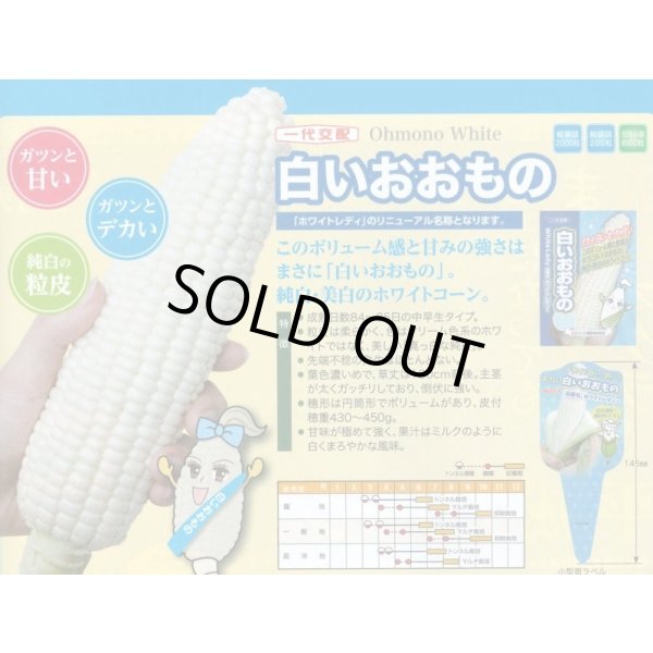画像2: 送料無料[とうもろこし]白いおおもの　2000粒　ナント種苗(株) (2)