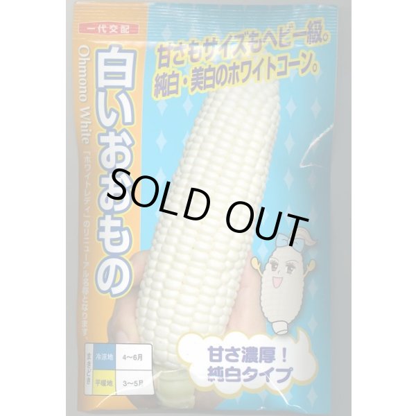 画像1: 送料無料　[とうもろこし]白いおおもの　200粒　ナント種苗(株) (1)