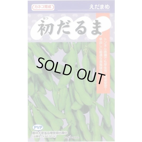 画像1: 送料無料　[枝豆]　初だるま（PVP）　100粒　カネコ種苗（株） (1)