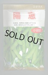 画像: [枝豆]　陽恵　100粒　カネコ種苗（株）