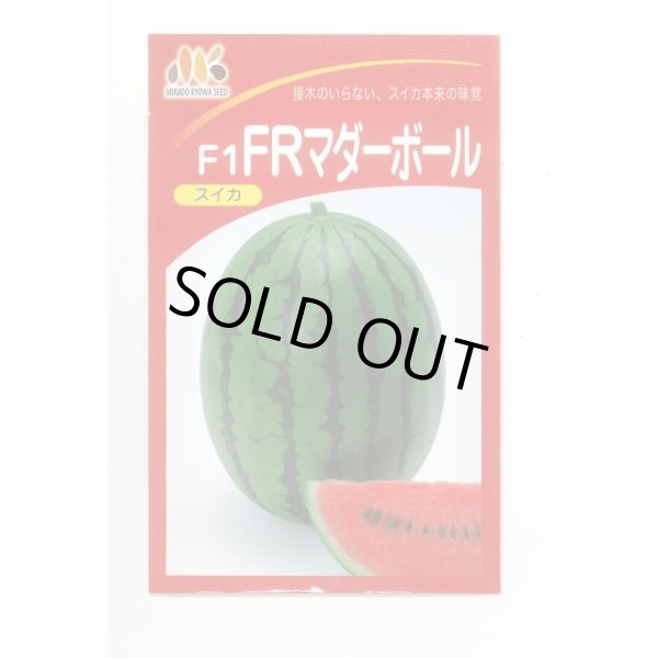 画像1: 送料無料　[スイカ]　小玉スイカ　FRマダーボール　200粒　ヴィルモランみかど（株） (1)