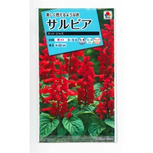 画像: 花の種　サルビア　ホットジャズ　小袋　タキイ種苗（株）