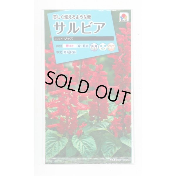 画像1: 送料無料　花の種　サルビア　ホットジャズ　小袋　タキイ種苗(株)NL150 (1)