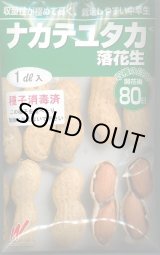 画像: 送料無料　[落花生]　ナカテユタカ　1dl　(およそ60粒)渡辺農事（株）