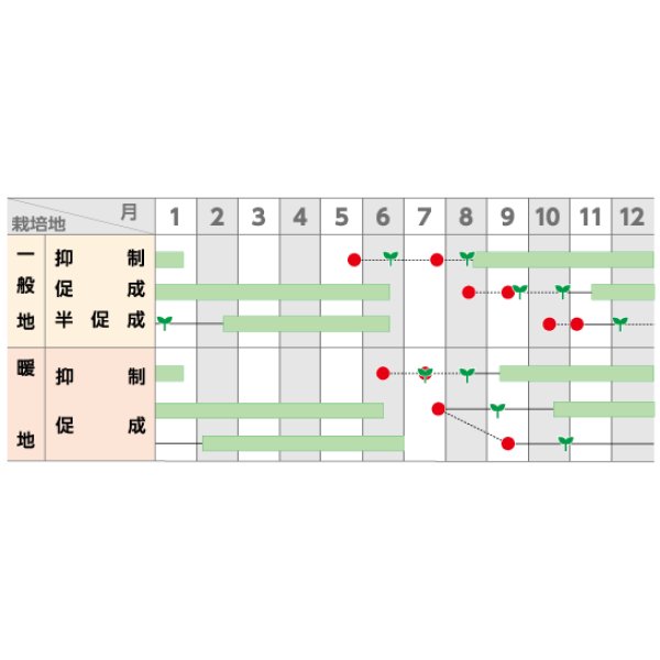 画像4: 送料無料 [トマト/大玉トマト] かれん 1000粒 (株)サカタのタネ (4)