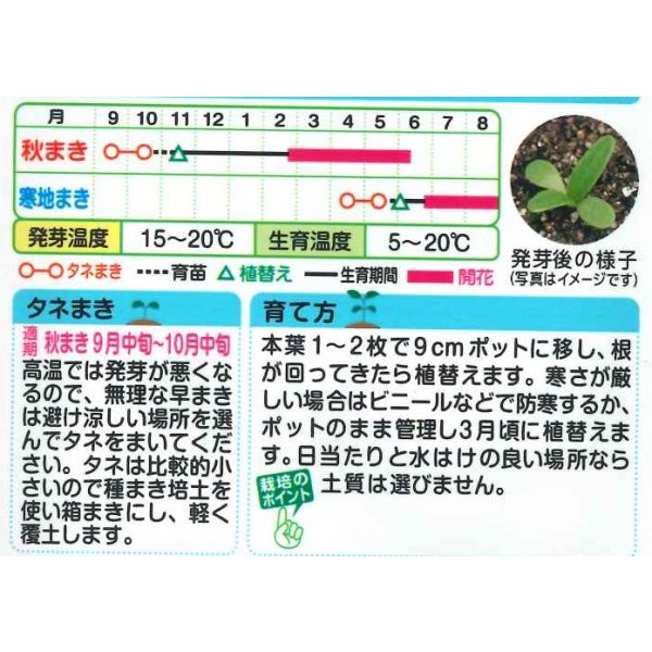 画像2: 花の種 クリサンセマム ムルチコーレイエロー 小袋 タキイ種苗(株)NL150 (2)