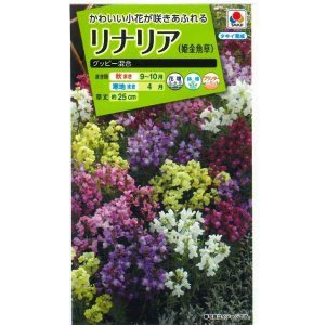 画像: 送料無料　花の種　リナリア　グッピー混合　小袋　タキイ種苗(株)NL200