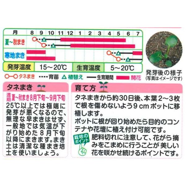 画像2: 送料無料　花の種　ビオラ　F1ビビ　アンティークミックス　小袋　タキイ種苗(株)NL300 (2)